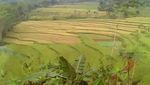 Kaki Gunung Ungaran: Menyusuri Jalur-jalur Tersembunyi Bag. 2