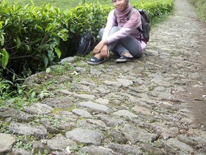 Kaligua Berkabut