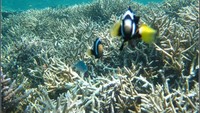 Ikan-ikan cantik, terumbu karang yang masih terjaga keindahannya