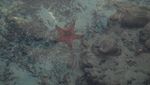 Karimunjawa,Mutiara Terpendam Pariwisata Jawa Tengah