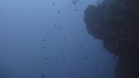 Taman Laut P. Hatta