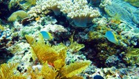 Ikan-ikan hias sebagai salah satu hayati bawah laut Seri
