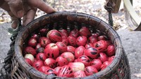 Buah pala