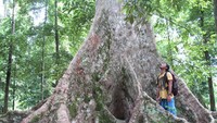 Pohon Kenari Ratusan tahun