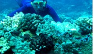 Snorkling di pulau samalona semakin melengkapkan kegiatan wisata anda