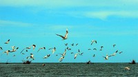 Burung-burung di Pulau Puriri yang berterbangan saat kami dekati.