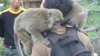 Beberapa Kera juga menaiki pundak pengunjung