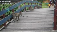 Jembatan penghubung  dermaga pulau yang juga di penuhi oleh Kera