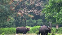 Mari lihat-lihat banteng liar di Cidaon.