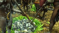 Batu panas yang digunakan sebagai pemanggang daging babi dan hipere diletakkan di atas cekungan tanah yang dilapisi dedaunan keladi.
