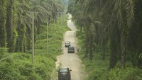 Perkebunan Sawit Riau