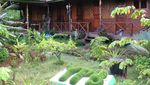 Konservasi Penyu di Pulau Bangkaru