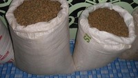 Biji kopi Malinau yang belum disangrai