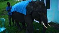 Si gajah yang menderita karena sering dipukuli dengan kayu setiap kali latihan untuk pertunjukan sirkus. PLEASE STOP VIOLENCE AGAINST ANIMAL!