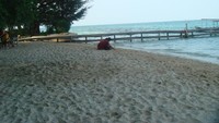 Pulau semak daun