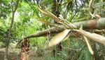 Lombok Tengah, Sengigi, dan Trawangan