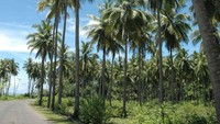 Banyaknya Terdapat Pohon Kelapa di Pulau Selayar