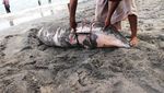 Mamalia Laut Itu Dikuliti di depan Mata Saya