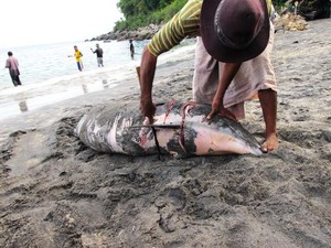 Mamalia Laut Itu Dikuliti di depan Mata Saya