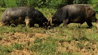 sesekali arena pertandingan berpindah ke tengah-tengah sawah