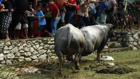 siap-siap berlari apabila kerbau datang