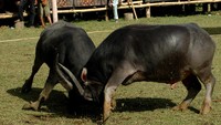 Kerbau Pudu berwarna hitam saling beradu tanduk
