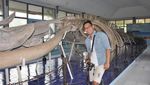 Melihat Kerangka Tulang Ikan Paus 18 Meter di Museum NTT
