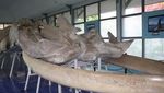 Melihat Kerangka Tulang Ikan Paus 18 Meter di Museum NTT