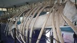 Melihat Kerangka Tulang Ikan Paus 18 Meter di Museum NTT