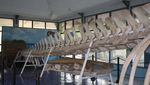 Melihat Kerangka Tulang Ikan Paus 18 Meter di Museum NTT