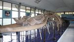 Melihat Kerangka Tulang Ikan Paus 18 Meter di Museum NTT