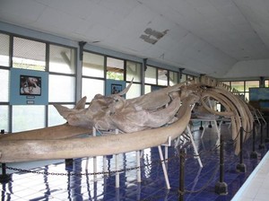 Melihat Kerangka Tulang Ikan Paus 18 Meter di Museum NTT