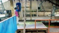 Monorel atau Conveyor