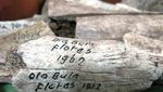 Melihat Masa Lalu Flores di Museum Bikon Blewut