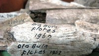 Fosil hasil penggalian arkeologi