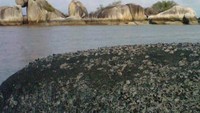 Kerang-kerang kermis yang menempel di batu granit dengan latar belakang pulau kepala burung.jpg