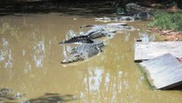 Buaya yang bersembunyi (ACI)