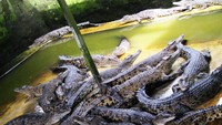 Ribuan buaya (chalzworld.blogspot.com)