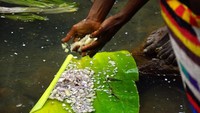 Seorang wanita muda memperlihatkan bagaimana mereka memancing garam. Alatnya adalah pokok batang pisang, mereka menjadikannya sebagai spons yang menyerap rasa asin.