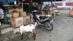 Menelusuri Kota Salak Padang Sidimpuan