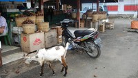 Kambing dibiarkan berkeliaran dikota ini tanpa di ikat