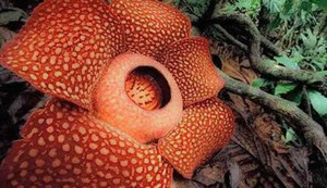 Menengok Rafflesia Arnoldii di Bengkulu