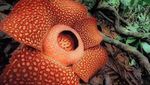 Menengok Rafflesia Arnoldii di Bengkulu