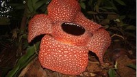 Rafflesia yang tumbuh di Kepahiang