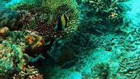 keindahan Bawah Laut Pulau Moyo (detiktravel/Yudi Febrianda)