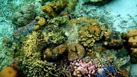 Keindahan Bawah Laut yang Tiada Duanya (detiktravel/Yudi Febrianda)
