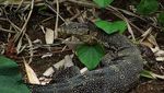 Mengamati Keragaman Hayati Pulau Waigeo