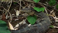 Biawak jenis Varanus Salvadori yang banyak ditemui di Waigeo
