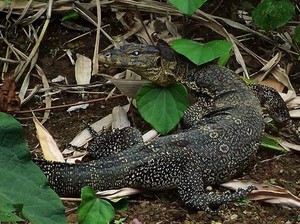 Mengamati Keragaman Hayati Pulau Waigeo