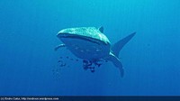 Perilaku ikan raksasa ini tak semengerikan wajahnya yang mengerikan.
